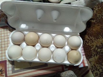 Продам яйцо