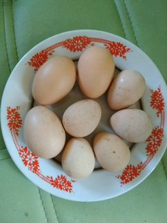 Инкубационное яйцо породистой птицы