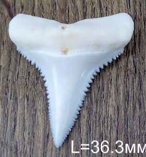 Зуб акулы L36.3мм