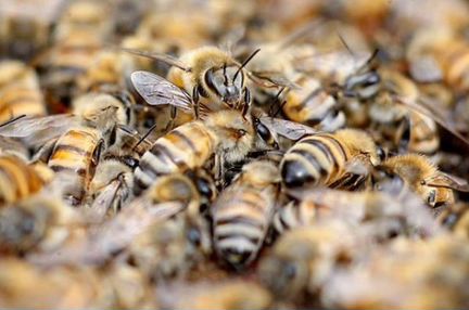 Продаются пчёлы с прицепом