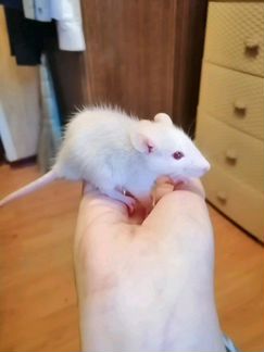 Крысята альбиносы