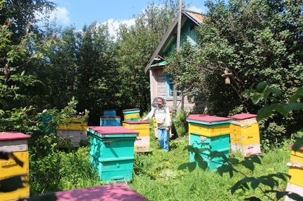 Продаю пчёл в ульях