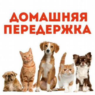 Передержка собак и кошек