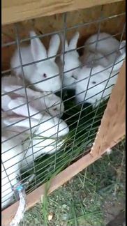 Кролики Новозеландские белые мясные
