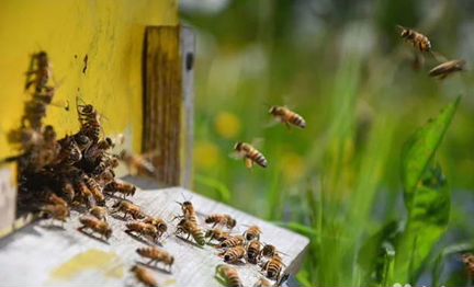 Семьи пчёл с ульями