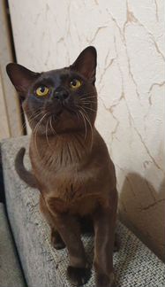 Бурманский кот вязка