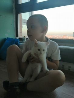 Котенок турецкой ангоры, мальчик, 2 месяца