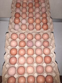 Яйцо инкубационное куриное