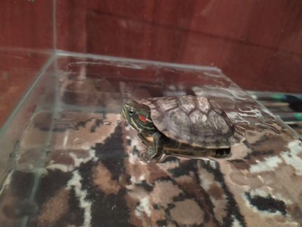 Черепашник с черепахой