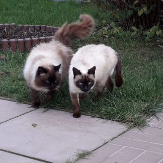 Кот и кошка сиамские