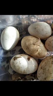 Гусиние инкубационые яйца