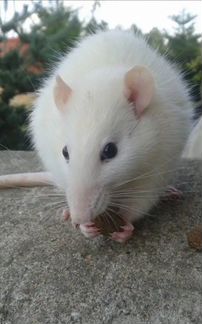 Крыса ручная 2 месяца