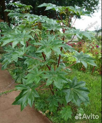 Семена Клещевины