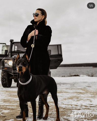 Fotosessiya S Dobermanom Sobakoj V Naberezhnyh Chelnah Uslugi Avito