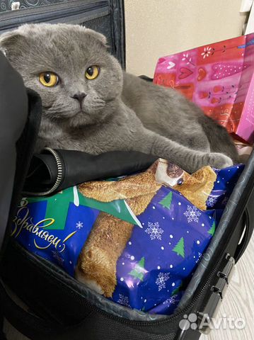 Кот на вязку вислоухий