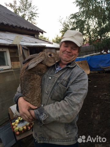 Мясные кролики великаны купить на Зозу.ру - фотография № 2