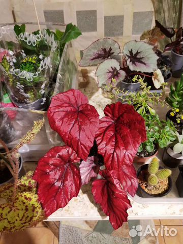 Бегония декоративно лиственная