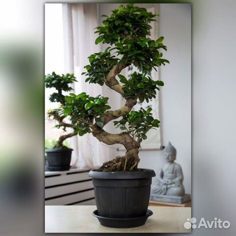 Фикус бонсай большой