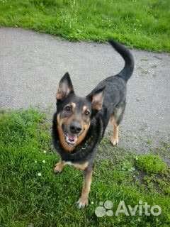 Кинолог, передержка