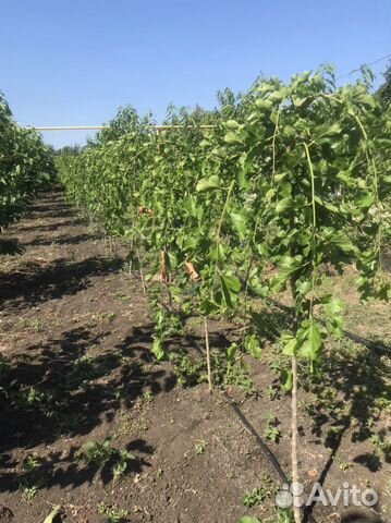 Плакучая шелковица