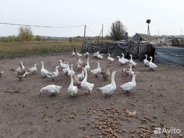 Животные карачев. Козлята в разных странах. Животные оопт брянской области. Продаётся козёл. Карачев брянская область потеряшки животные.