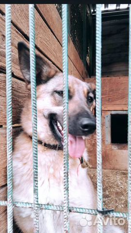 Собака ищет дом