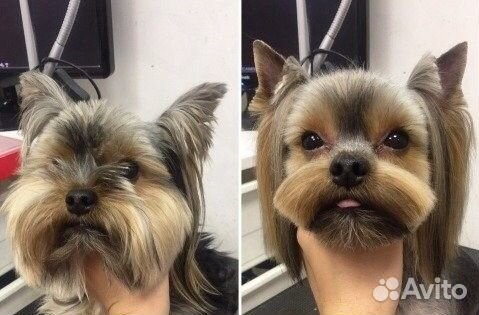 Стрижка собак