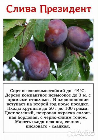 Саженцы сливы