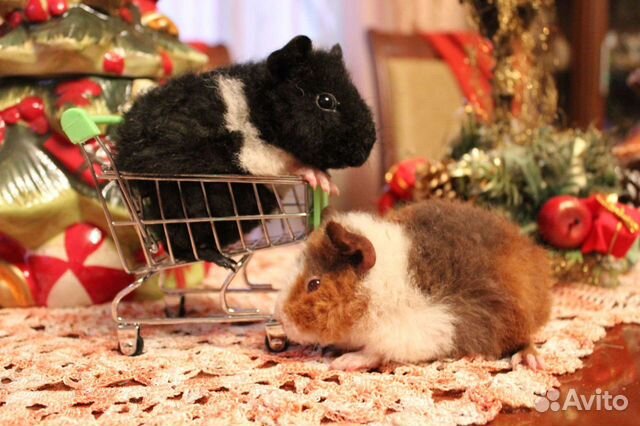 Морская свинка американский Тедди