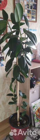 Фикус каучуконосный