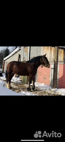 Кобыла Владимирский тяжеловоз