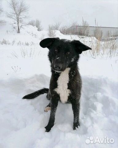 Собака Мирана