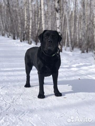 Лабрадор для вязки