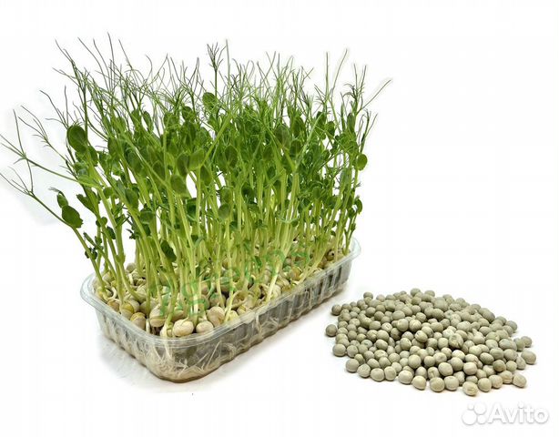 Семена горошка для выращивания микрозелени