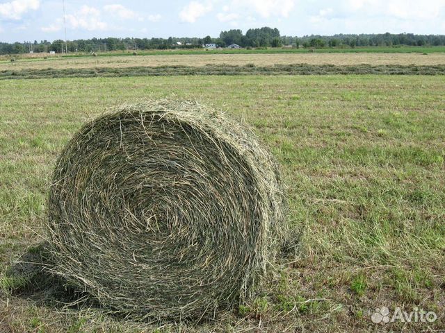 Продам Сено в рулонах