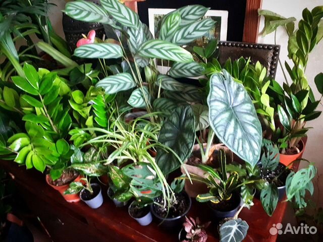 Комнатные растения