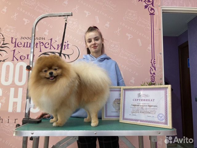 Груминг (стрижка собак и кошек)