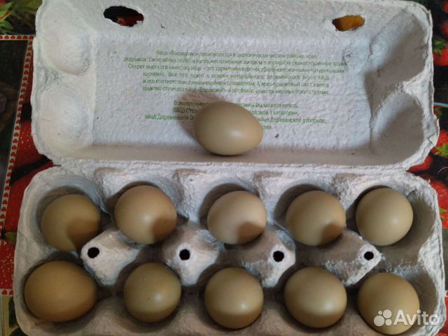 Яйцо фазана купить в Хабаровске.