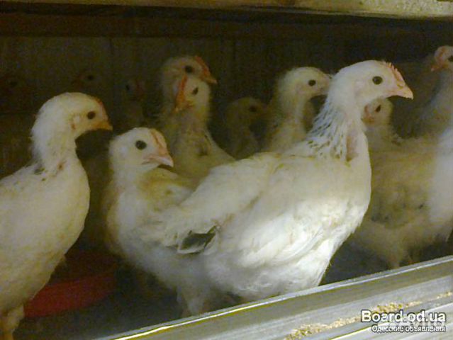 Цыплята подрошенные купить на Зозу.ру - фотография № 1