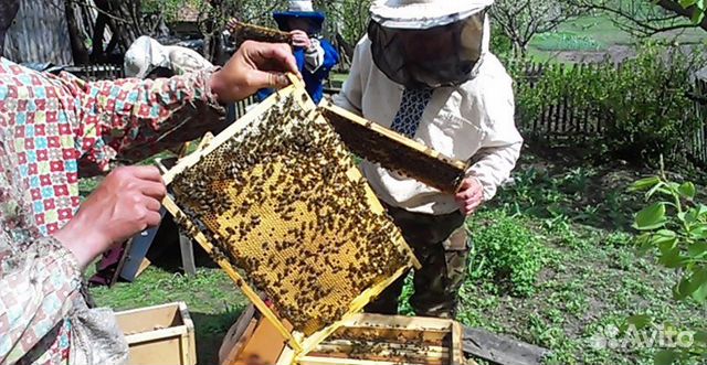 Семьи, пчелосемья 4 рамки. Дадан, корпатки купить на Зозу.ру - фотография № 2