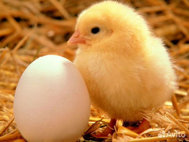 Торг. Инкубатор на 1200 куриных яиц купить на Зозу.ру - фотография № 1