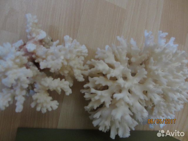 Ракушки, раковины морские натуральные, коралл купить на Зозу.ру - фотография № 4