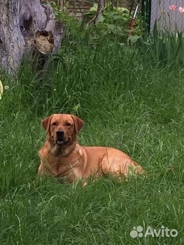 Стильный кобель лабрадор на вязку