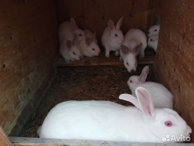 Кролики породы рекс (белые) купить на Зозу.ру - фотография № 3