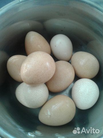 Яйца цесарок и суточные цесарки