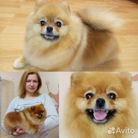 Стрижка собак и кошек