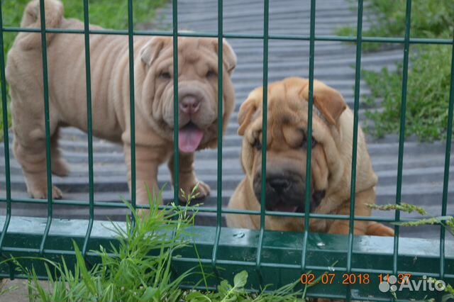 Шарпейчики