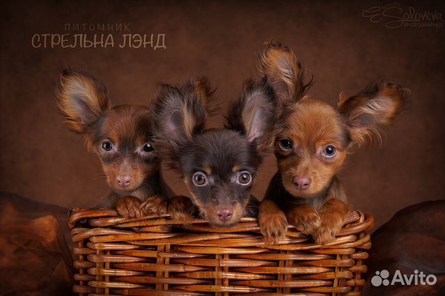 Шикарные щенки русского тоя д.ш
