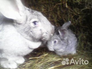 Крупные кролики и крольчата мясных пород купить на Зозу.ру - фотография № 2