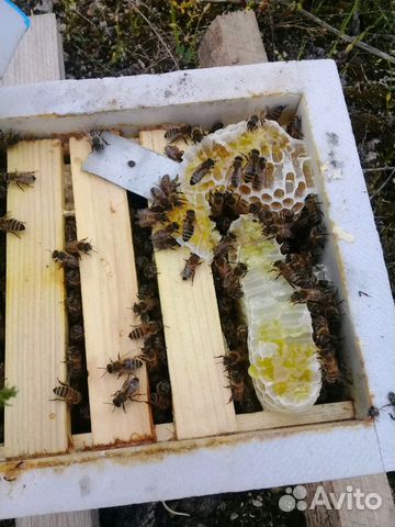 Пчеломатки инструментального осеменения, свободног купить на Зозу.ру - фотография № 2